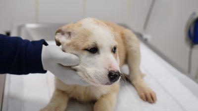 Kedi ve köpek sahipleri için çip uygulamasında son gün 31