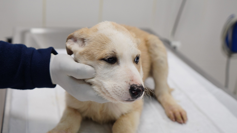 Kedi ve köpek sahipleri için çip uygulamasında son gün 31